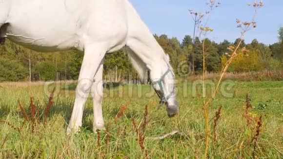 白马在田野上吃青草4k视频的预览图