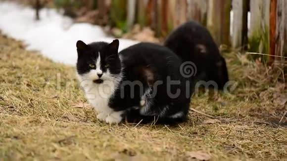 无家可归的饥饿猫坐在村里的草地上动物视频的预览图