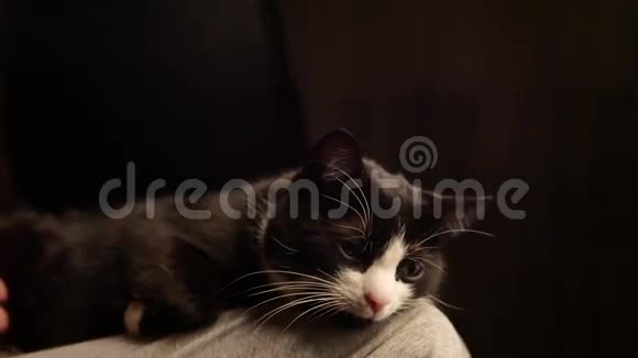 爱抚可爱小猫肚子的人猫睡在腿上而女主人爱抚他肚子美丽的黑色视频的预览图