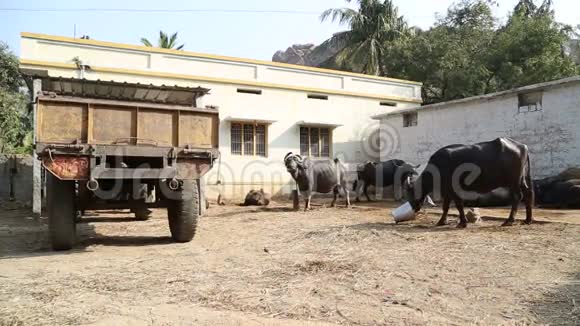 在汉比看印度后院的奶牛和停放的拖拉机视频的预览图