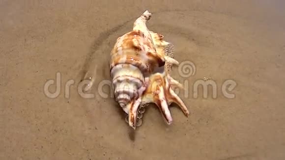 淹没的海螺壳视频的预览图