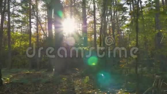 镜头沿着森林中的树叶移动视频的预览图
