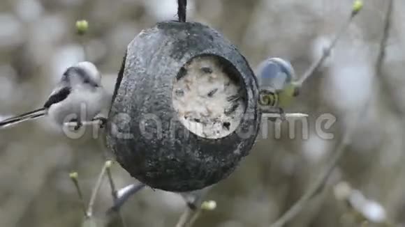 在冬季鸟类饲养器上寻找种子的长尾和欧亚蓝色共同参与视频的预览图