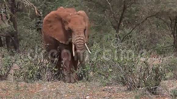 非洲象非洲象成人步行穿过肯尼亚的马塞马拉公园萨凡纳视频的预览图