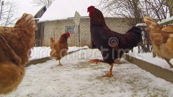 小鸡在冬天的院子里走来走去视频的预览图