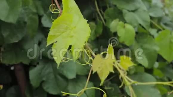 雨天风中的嫩葡萄藤绿叶视频的预览图