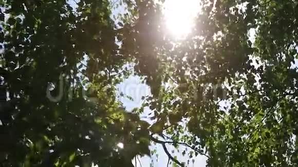秋天山水的白桦林阳光照在白桦树后面桦树后面的太阳桦树的叶子桦树的足迹视频的预览图