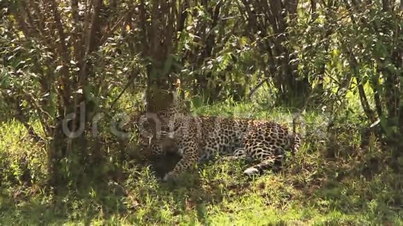 豹子豹成年后躺在草地上自我打扮肯尼亚马赛马拉公园视频的预览图