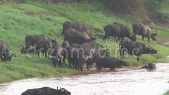肯尼亚萨凡纳野生动物园的水牛视频的预览图