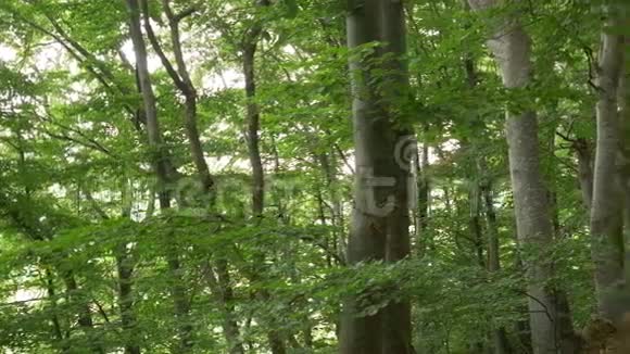 树林里有叶子的小径视频的预览图