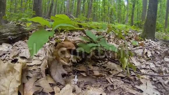 在夏天的森林里收集蘑菇视频的预览图