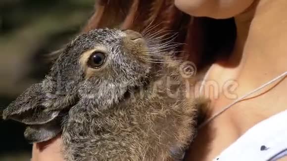 女孩正抱着一只小野毛小兔子掌中的小兔子慢动作视频的预览图