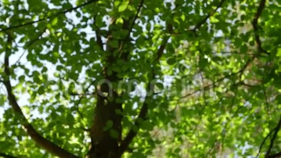 阳光穿过树叶密林中的太阳眩光视频的预览图