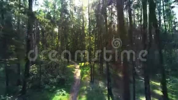混合森林的空中射击镜头正沿着松树和白桦林的小径穿过树干向前飞视频的预览图