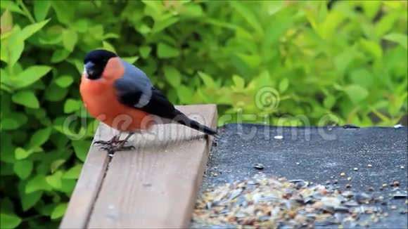 鸟雀在喂食处进食视频的预览图