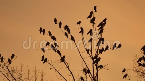 乌鸦成群结队的鸟儿秋天坐在一棵树上干燥的树枝上日落橙色的轮廓乌鸦鸟视频的预览图