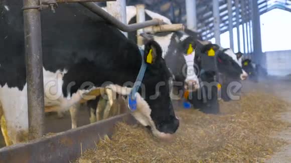 奶牛在现代马厩里大镜头视频的预览图