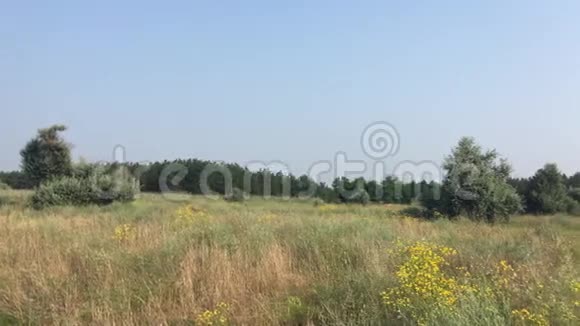早晨乌克兰的草原视频的预览图