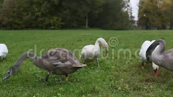 天鹅在草地上吃草一只天鹅攻击相机自然视频的预览图