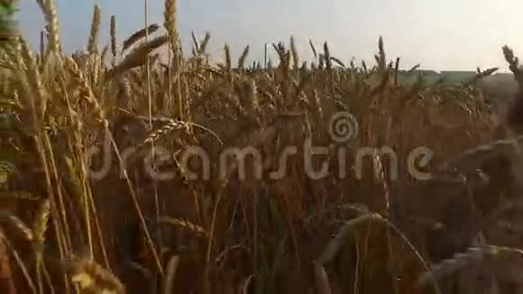 小女孩偷偷地穿过一片浓密而高的小麦小麦生得很好小麦熟了很快它就会开始收割了视频的预览图