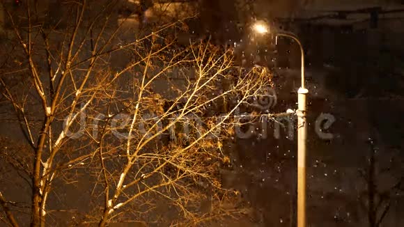 4K镜头下冬天的夜晚雪落在光柱和树上视频的预览图