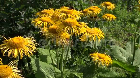 大黄蜂采马气管鹰花花粉视频的预览图