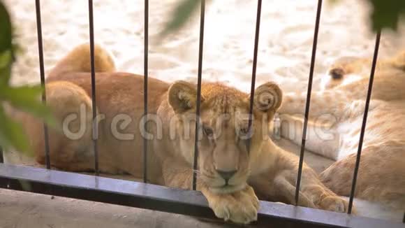 笼子里的母狮透过鸟舍看母狮正在动物园里休息一群狮子在里面休息视频的预览图