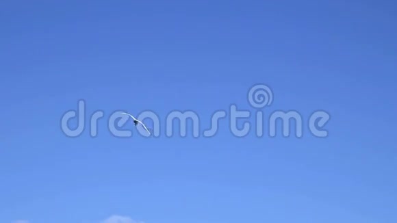 海鸥在蓝天下飞翔视频的预览图
