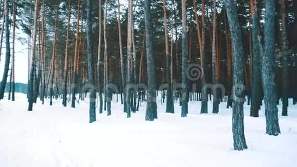 白色冬天的森林视频的预览图