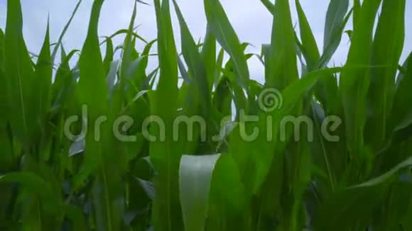 玉米地的风力发电机农场内旋转风力涡轮机的特写视频的预览图