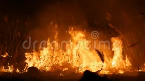 近距离观看一场可怕的危险的野外大火烧干草草一大片大自然中视频的预览图