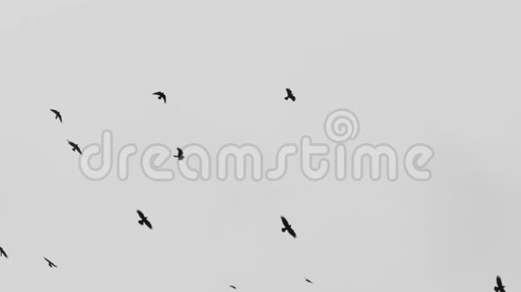 鸟儿在天空中盘旋一群乌鸦灰色概念乌鸦鸟视频的预览图