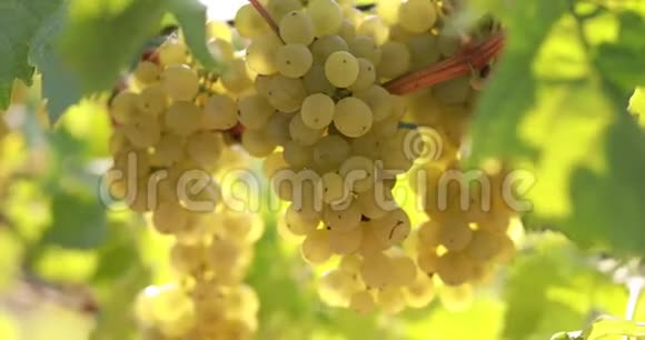 阳光明媚的一天葡萄园里熟透的黄葡萄视频的预览图