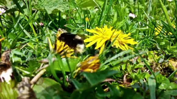 大黄蜂吃花粉特写视频的预览图