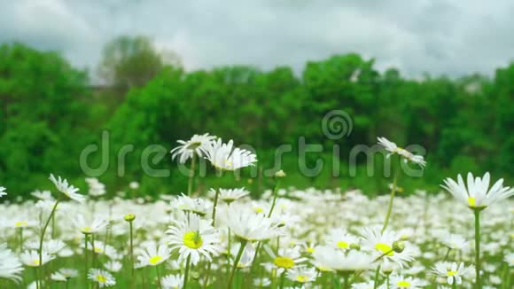 洋甘菊花侧视图柔和的焦点在风中摇摆在绿色的春天草地上盛开的甘菊植物视频的预览图