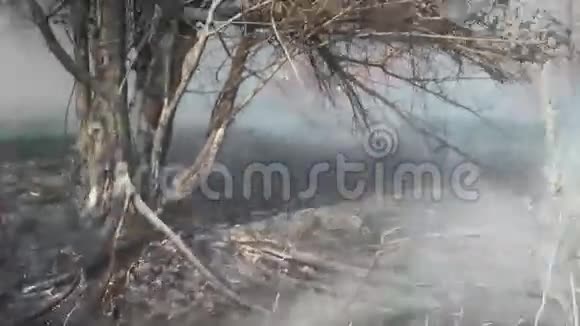 火的元素木材燃烧视频的预览图