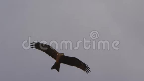 一只棕色的鹰在天空中缓慢移动视频的预览图