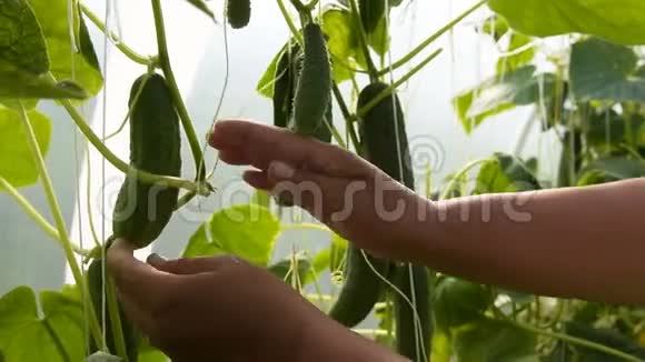 农夫在温室里摘黄瓜视频的预览图