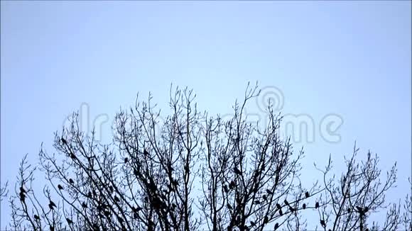 乌鸦乌鸦树冬天视频的预览图