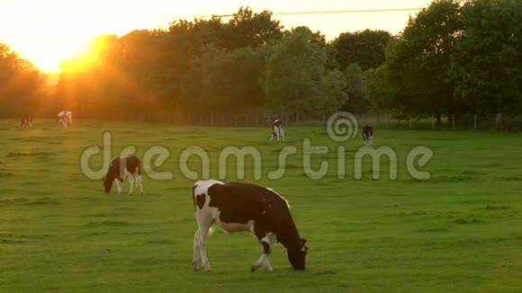 奶牛放牧日落或日出时在农场吃草视频的预览图
