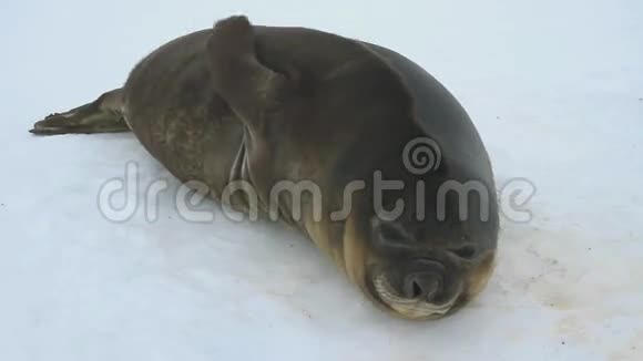 南极雪中躺着一只年轻的南方象海豹视频的预览图