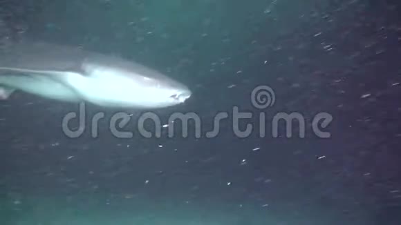 马尔代夫清澈海底水下泻湖海洋背景下的鲨鱼视频的预览图