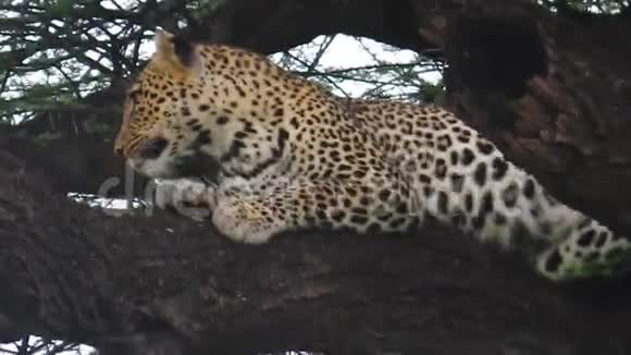 一只豹在树上视频的预览图