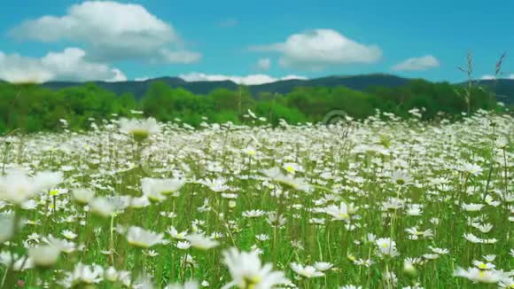 洋甘菊花侧视图柔和的焦点在风中摇摆在绿色的春天草地上盛开的甘菊植物视频的预览图