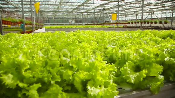 温室里有生菜的植物视频的预览图
