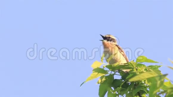 小黄车尾端坐在树枝上莫塔西拉弗拉瓦视频的预览图