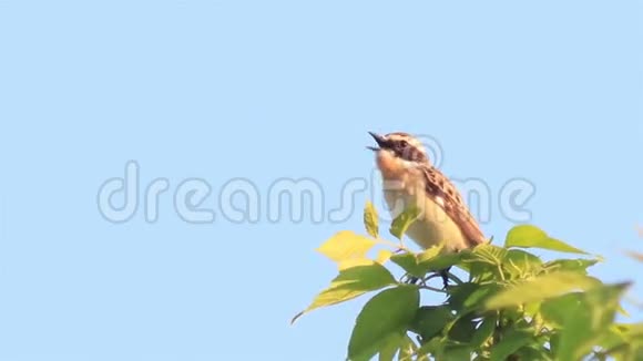 小黄车尾端坐在树枝上莫塔西拉弗拉瓦视频的预览图