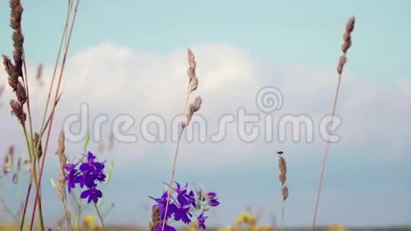 野花和植物特写从左到右的全景视频的预览图
