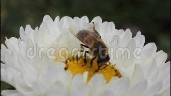 阿斯特花上的蜜蜂视频的预览图