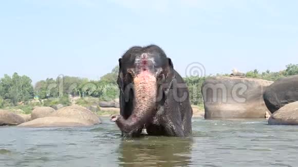 美丽顽皮的大象拉克什米在汉比河里喷洒自己视频的预览图